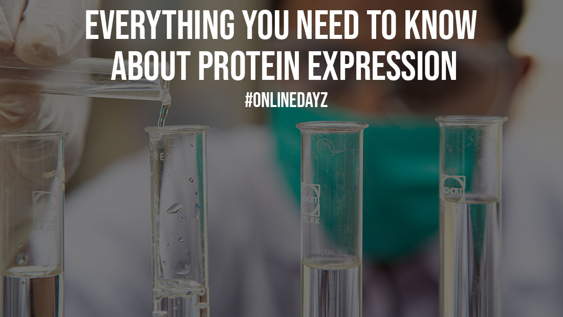 Everything You Need to Know About Protein Expression